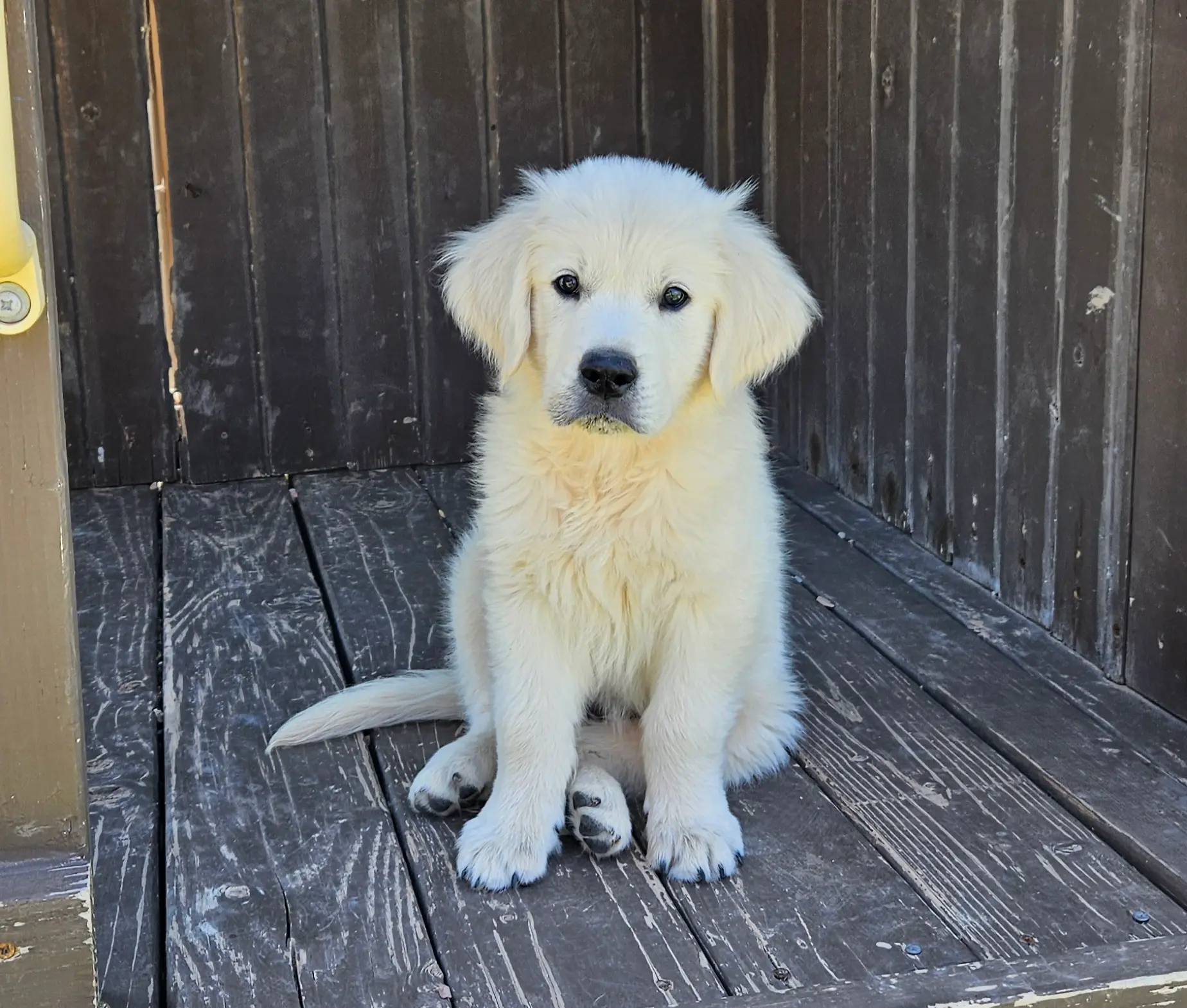 house training your puppy