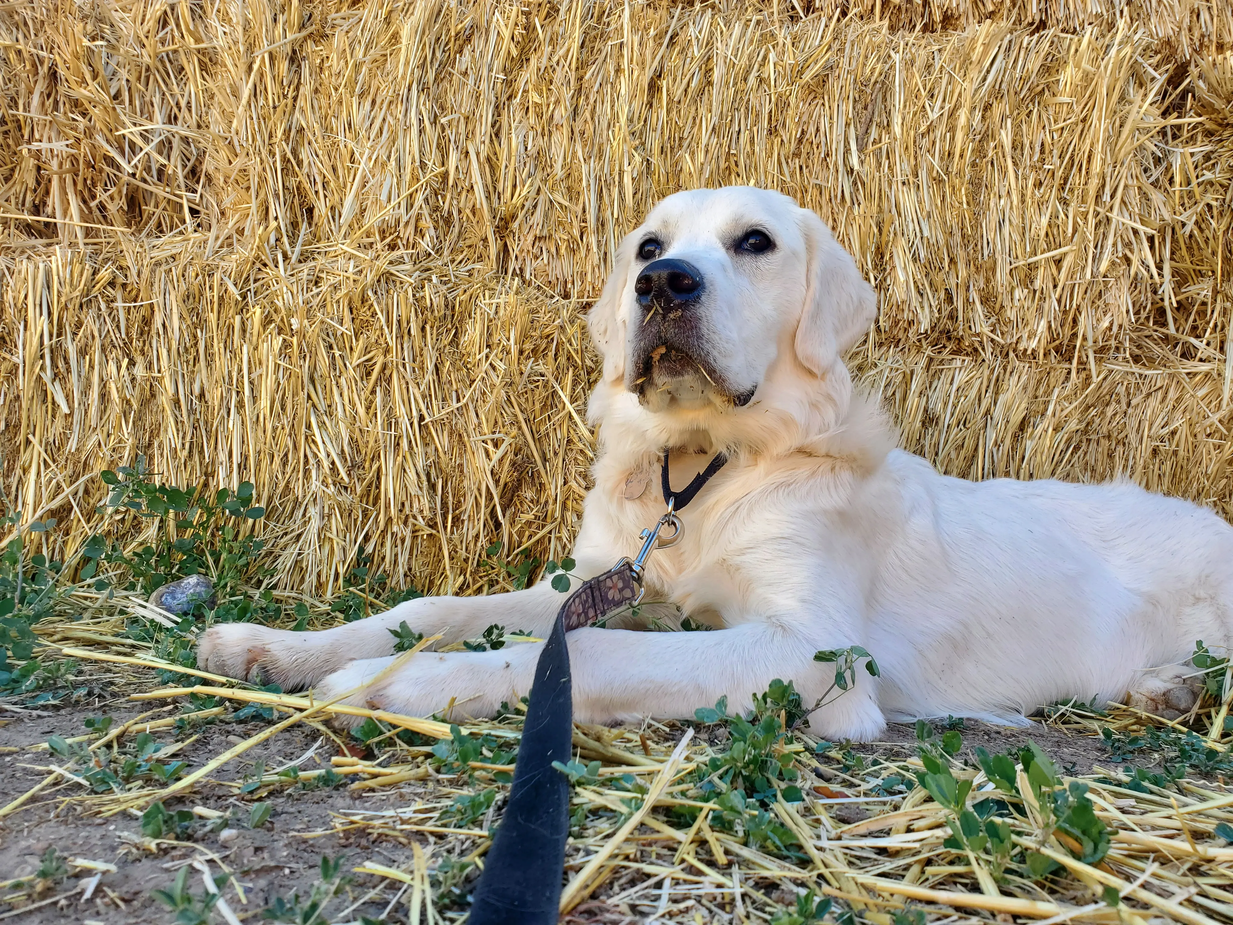 mental stimulation for dogs