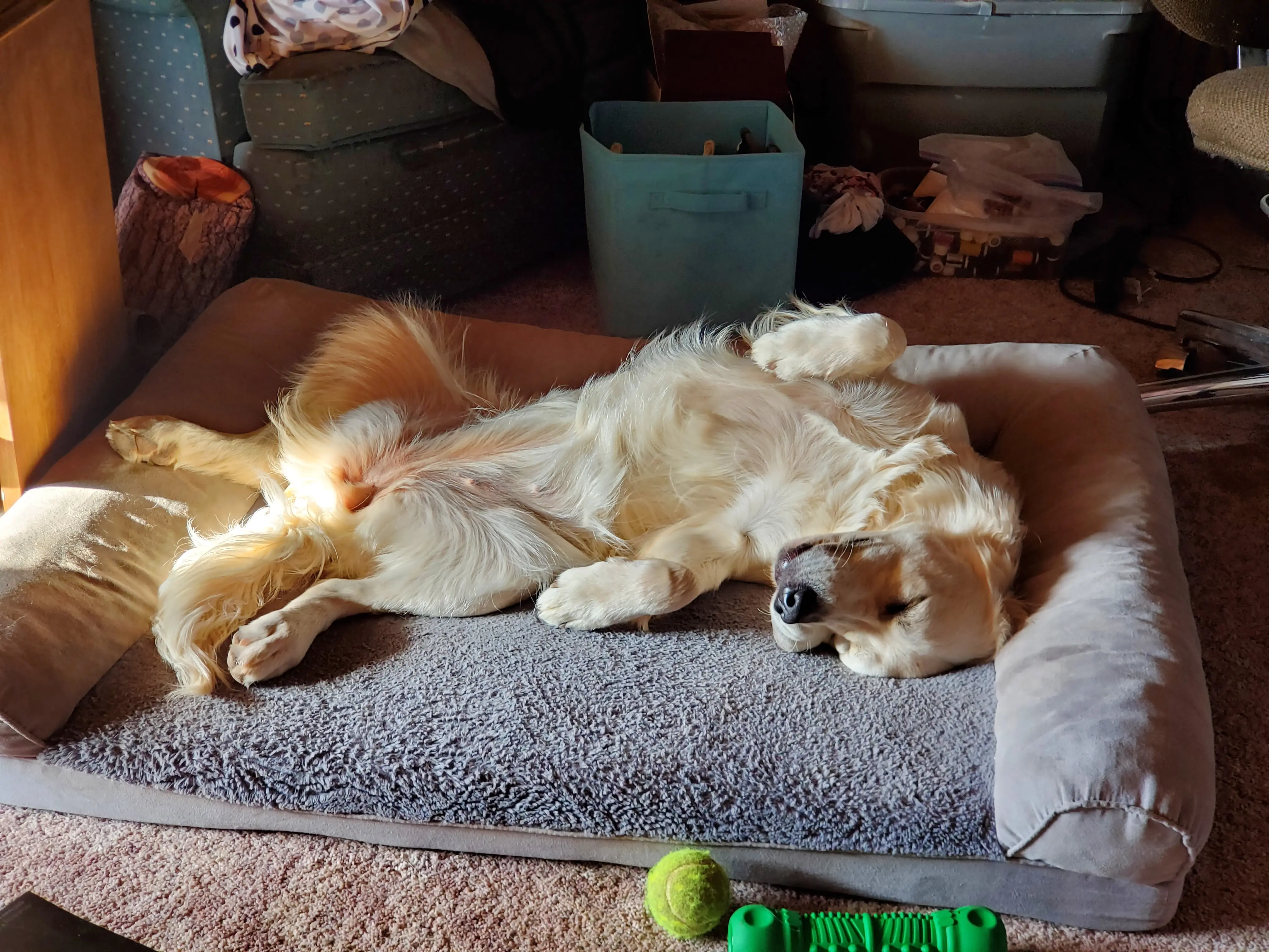 FAQ Page. Golden Retriever on her back