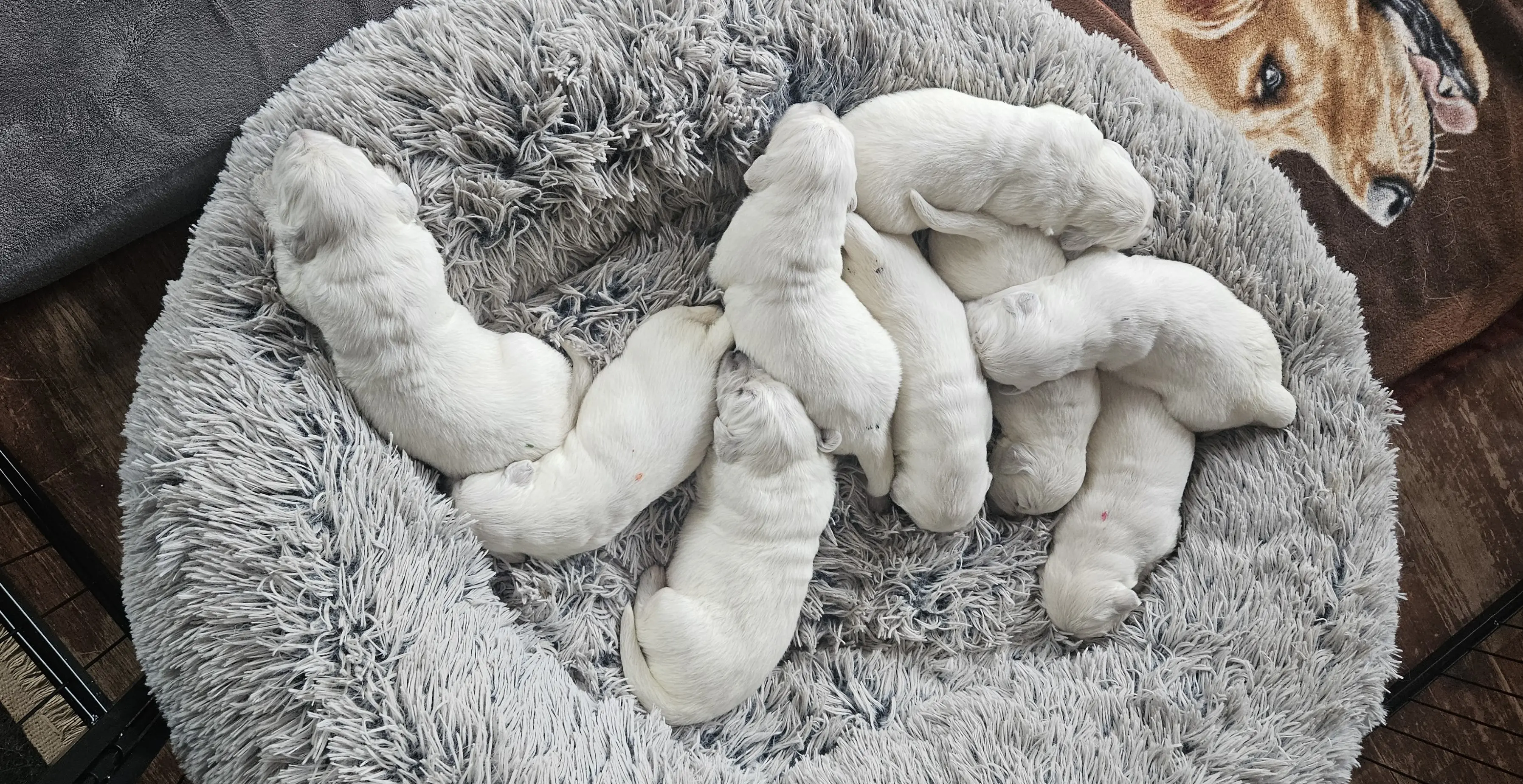 litter of Golden Retriever puppies