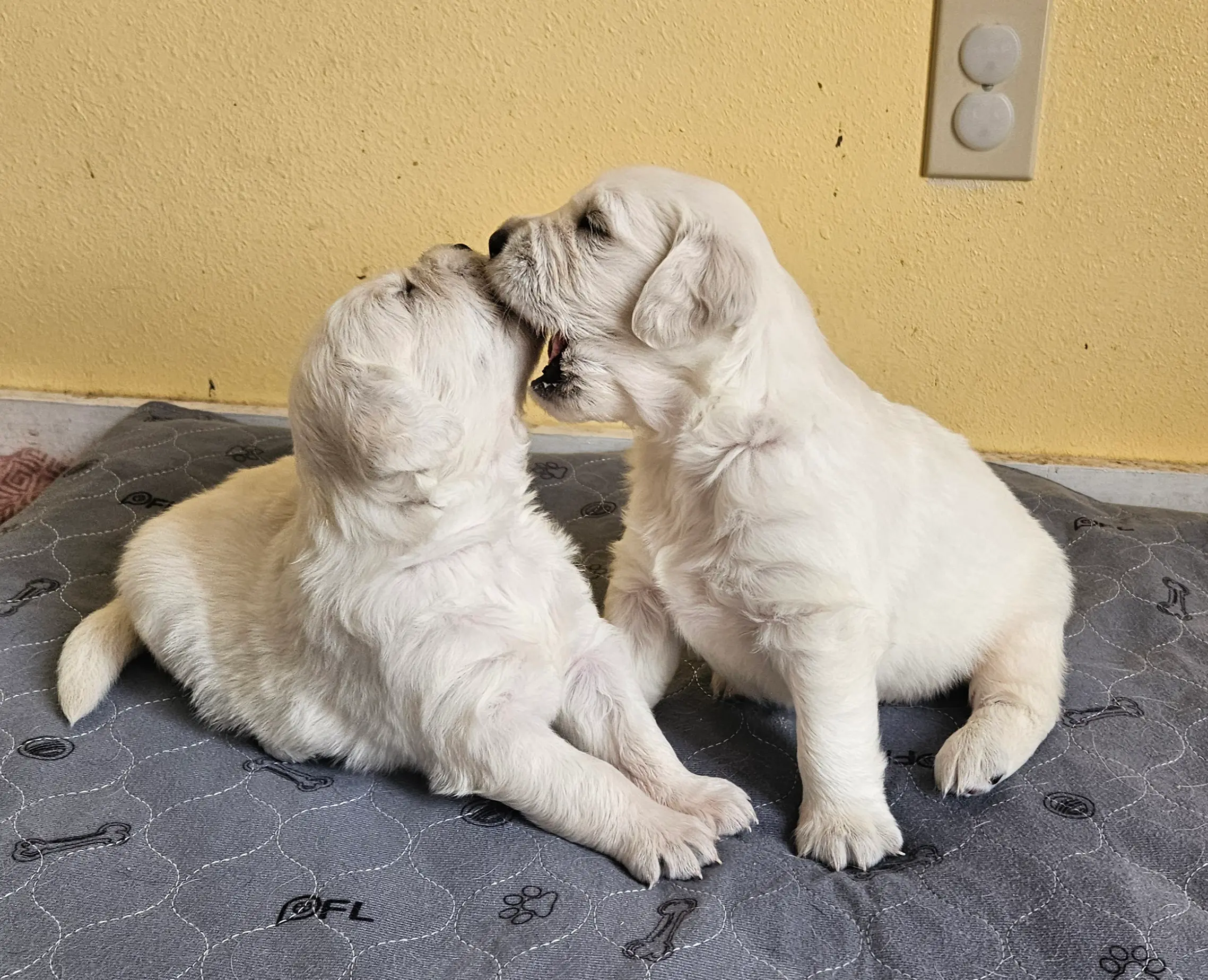 Puppy Supplies