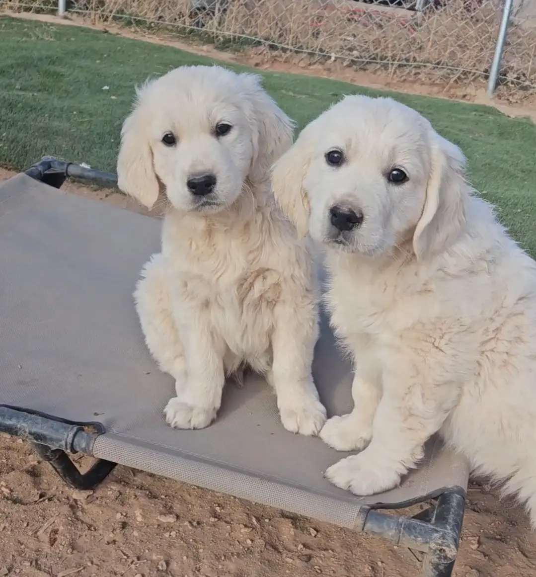 Puppy Socialization