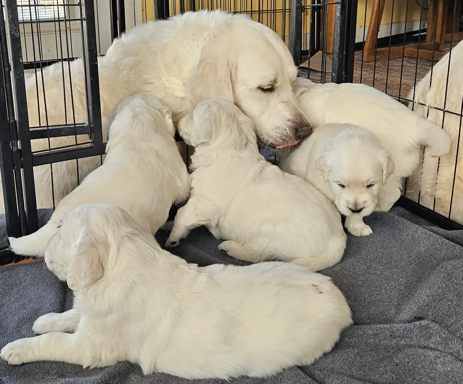 Golden retriever puppies and their mamma