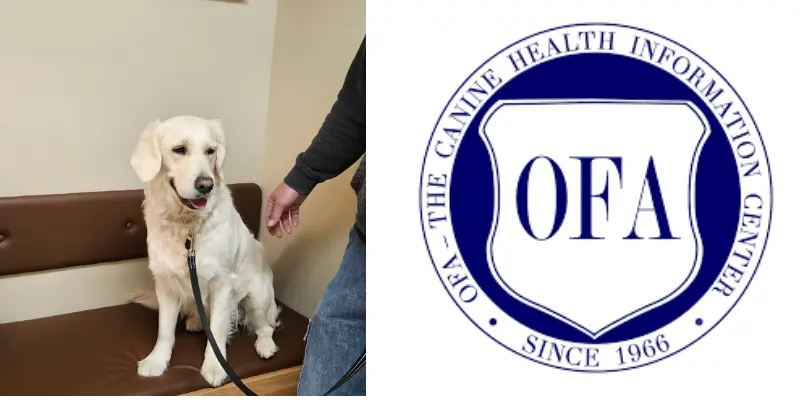 golden retriever health testing